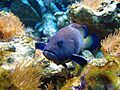Cephalopholis argus