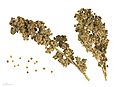 Chenopodium quinoa -red faro- MHNT.BOT.2007.43.66