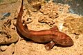 Chiloscyllium punctatum