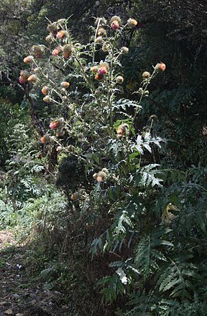 Archivo:Cirsium subcoriaceum 2