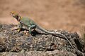 Collared Lizard 2