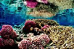 Coral reef at palmyra.jpg