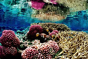 Archivo:Coral reef at palmyra