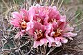 Coryphantha poselgeriana 2