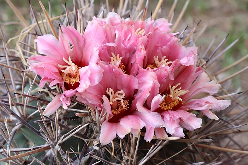 Coryphantha poselgeriana 2