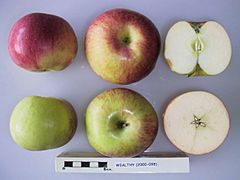 Cross section of Wealthy, National Fruit Collection (acc. 2000-098).jpg