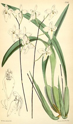 Cuitlauzina candida (as Palumbina candida) - Curtis' 91 (Ser. 3 no. 21) pl. 5546 (1865).jpg
