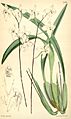 Cuitlauzina candida (as Palumbina candida) - Curtis' 91 (Ser. 3 no. 21) pl. 5546 (1865)