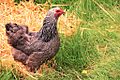 Dark Brahma hen, Oregon