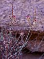 Dyerophytum africanum1 (2)