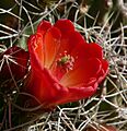 Echinocereus triglochidiatus 9