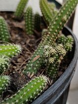 Archivo:Echinopsis chamaecereus (Family Cactaceae) - Stems
