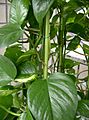 Epipremnum aureum3