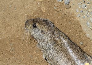 Archivo:Fam.Ctenomyidae, Ctenomys emilianus -Tuco-tuco neuquino, Salto El Agrio, 2015 03 10 IMG 8445