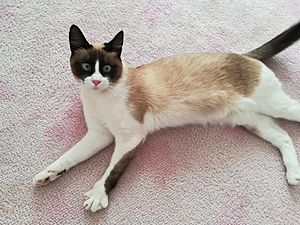 Archivo:Fiona-gata-snowshoe