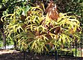Funchal Jardim botanico Platycerium bifurcatumi 2016 1