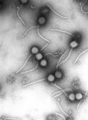 Gamma phage