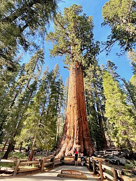 General Sherman Tree in Sequoia National Park - June 2022.jpg