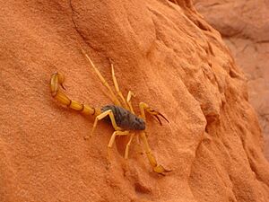 Archivo:Giant Desert Hairy Scorpion (9403003820)