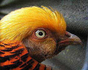 Golden Pheasant 3638