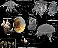 Gooseneck barnacle (Pollicipes pollicipes) life cycle
