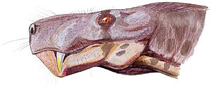 Archivo:Gorgonops torvus1DB