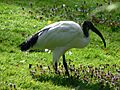 Heiliger Ibis 0508061