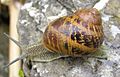 Helix Aspersa Maxima