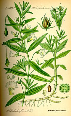 Archivo:Illustration Gratiola officinalis0