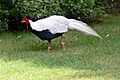 Isola Madre - Vogel 2