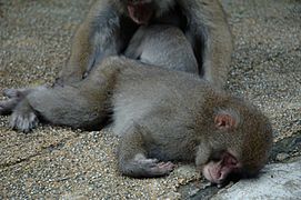 Japanese Macaques sleeping