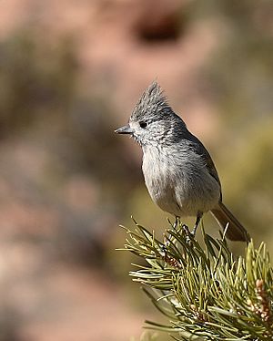 Archivo:Juniper Titmouse2