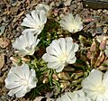 Lewisia rediviva 4