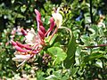 Lonicera caprifolium002