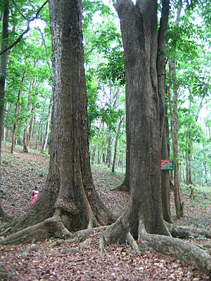 Archivo:Mahagoni Tree