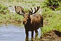Male moos stands in water