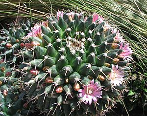 Archivo:Mammilaria gigantea