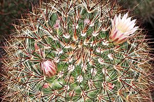Archivo:Mammillaria discolor pm 1