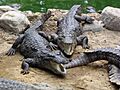 Marsh Crocodiles basking in the sun