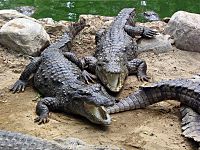 Archivo:Marsh Crocodiles basking in the sun
