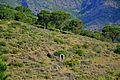 Massís de l'Albera (Alt Empordà) - 4
