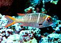 Monotaxis grandoculis