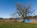 Moossee Alte Weide