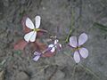 Moricandia foetida (flor)
