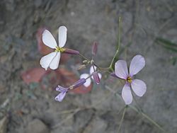 Moricandia foetida (flor).jpg