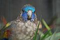 Naretha Bluebonnet hen