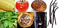 New World Domesticated plants
