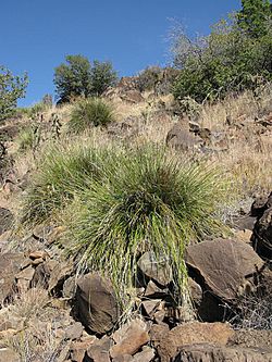 Nolina greenei fh 0532.35 COL. Extrem selten in Colorado.jpg