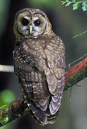 Archivo:Northern Spotted Owl.USFWS