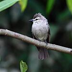 Archivo:Ochthornis littoralis - Drab Water-Tyrant